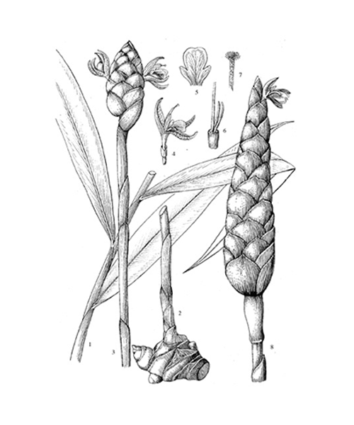 Natural compounds from  Zingiber officinale